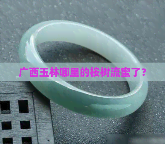 广西玉林哪里的桉树流蜜了？