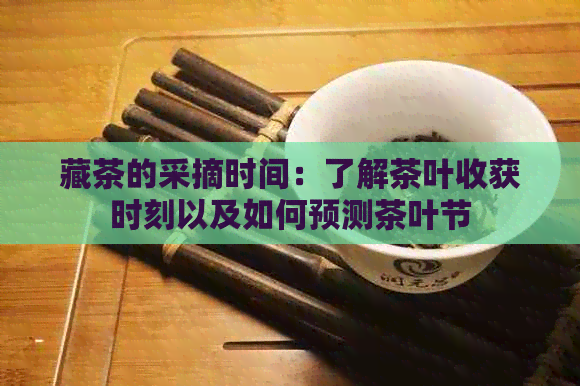 藏茶的采摘时间：了解茶叶收获时刻以及如何预测茶叶节