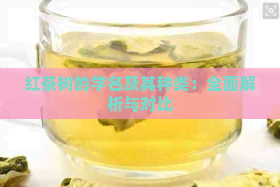 红茶树的学名及其种类：全面解析与对比