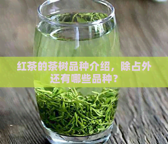 红茶的茶树品种介绍，除占外还有哪些品种？