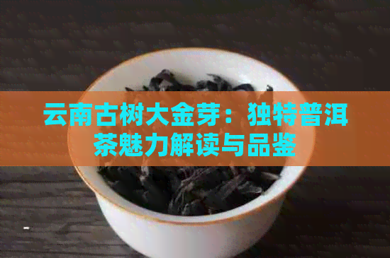 云南古树大金芽：独特普洱茶魅力解读与品鉴