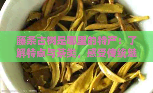 藤条古树是哪里的特产：了解特点与茶类，感受传统魅力。