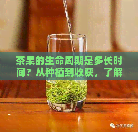 茶果的生命周期是多长时间？从种植到收获，了解茶果的成长周期及产量预测