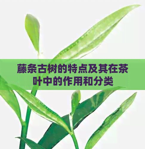 藤条古树的特点及其在茶叶中的作用和分类