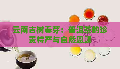 云南古树春芽：普洱茶的珍贵特产与自然恩赐