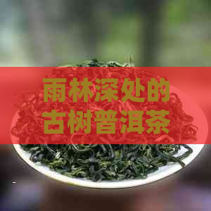 雨林深处的古树普洱茶：倚天传奇与自然共鸣