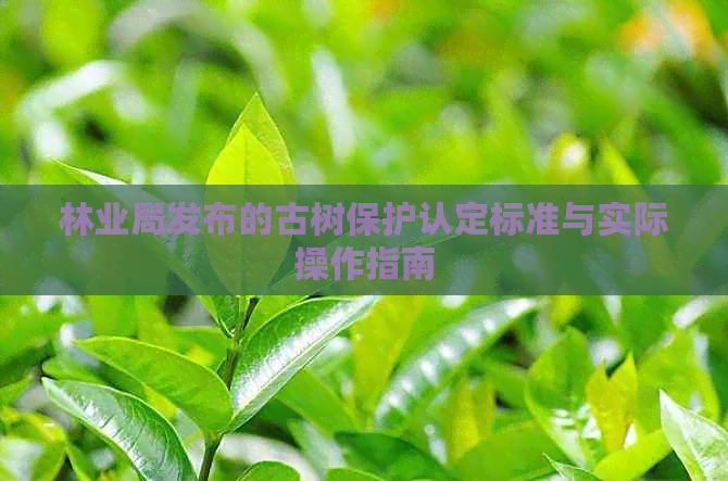 林业局发布的古树保护认定标准与实际操作指南