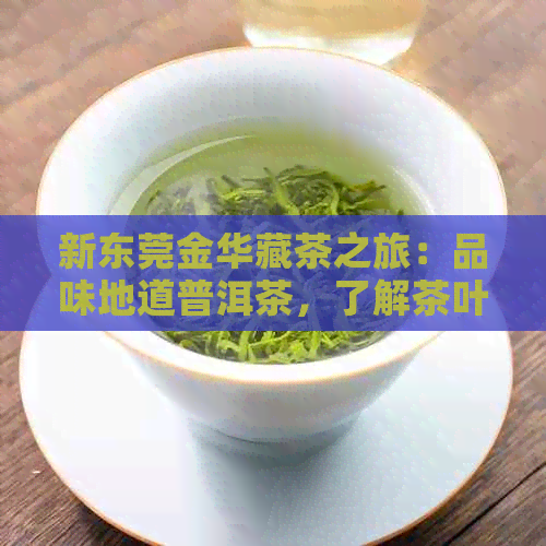 新东莞金华藏茶之旅：品味地道普洱茶，了解茶叶文化与历