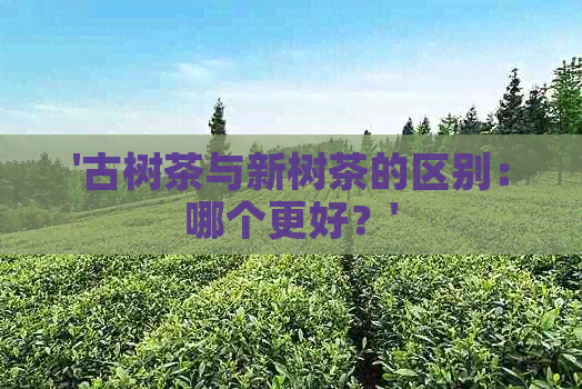 '古树茶与新树茶的区别：哪个更好？'