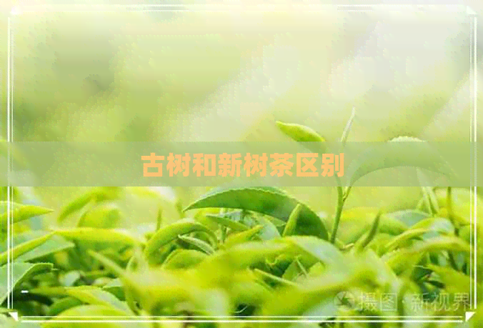 古树和新树茶区别