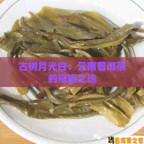 古树月光白：云南普洱茶的璀璨之选