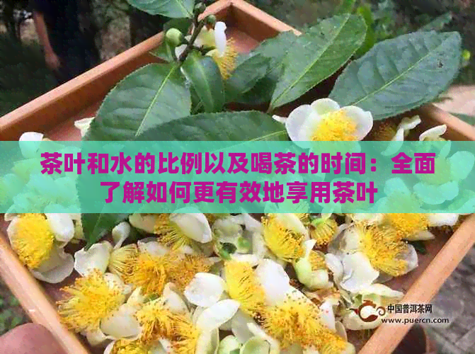 茶叶和水的比例以及喝茶的时间：全面了解如何更有效地享用茶叶