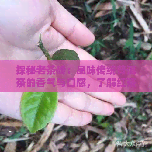 探秘老茶砖：品味传统普洱茶的香气与口感，了解红茶品质的独特收藏文化