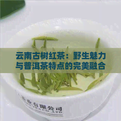 云南古树红茶：野生魅力与普洱茶特点的完美融合