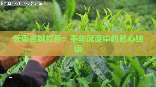 云南古树红茶：千年沉淀中的匠心独运