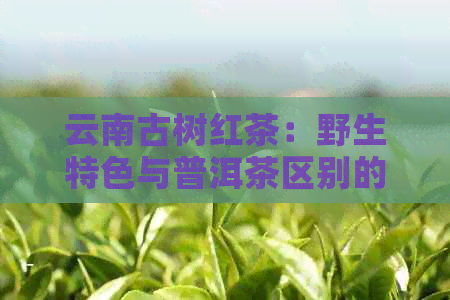 云南古树红茶：野生特色与普洱茶区别的品鉴指南