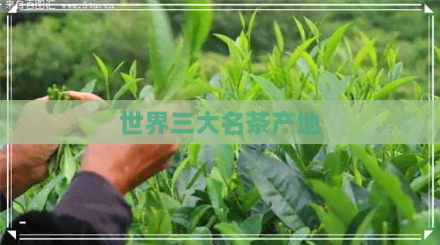 世界三大名茶产地