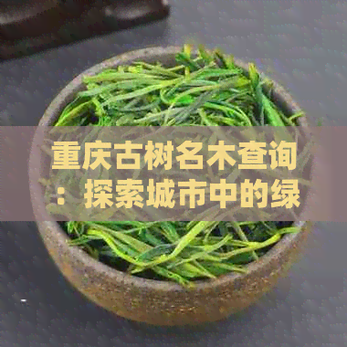 重庆古树名木查询：探索城市中的绿色宝藏