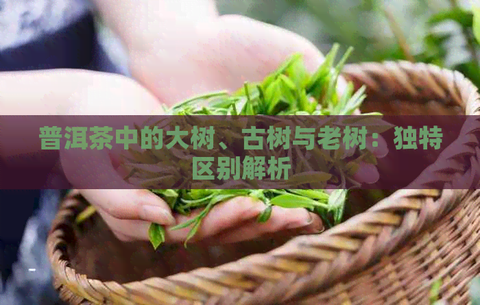 普洱茶中的大树、古树与老树：独特区别解析