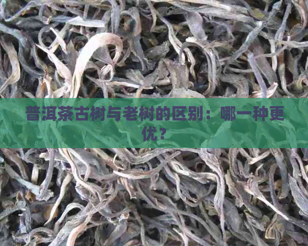 普洱茶古树与老树的区别：哪一种更优？