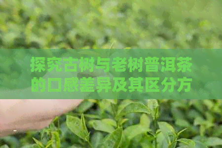 探究古树与老树普洱茶的口感差异及其区分方法