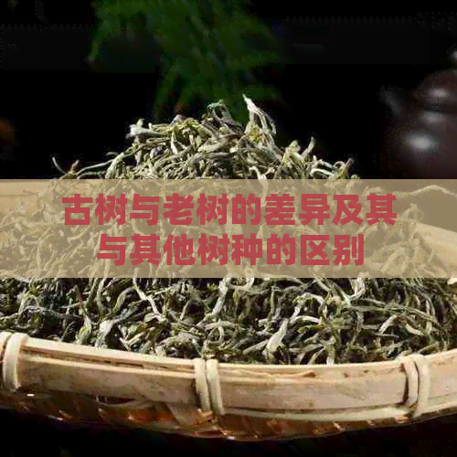 古树与老树的差异及其与其他树种的区别