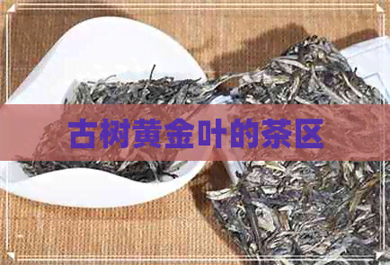 古树黄金叶的茶区