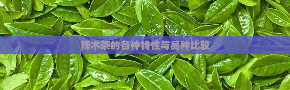 辣木茶的各种特性与品种比较