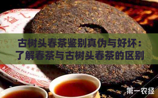 古树头春茶鉴别真伪与好坏：了解春茶与古树头春茶的区别