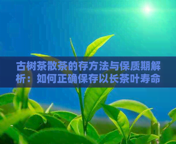 古树茶散茶的存方法与保质期解析：如何正确保存以长茶叶寿命？