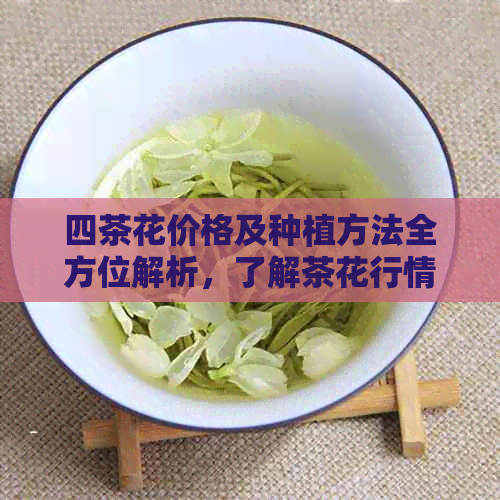 四茶花价格及种植方法全方位解析，了解茶花行情就看这里！