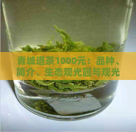 青城道茶1000元：品种、简介、生态观光园与观光茶园完整信息