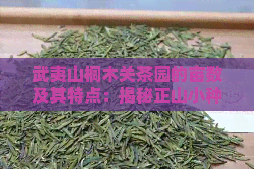 武夷山桐木关茶园的亩数及其特点：揭秘正山小种与红茶的诞生地