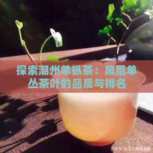 探索潮州单枞茶：凤凰单丛茶叶的品质与排名