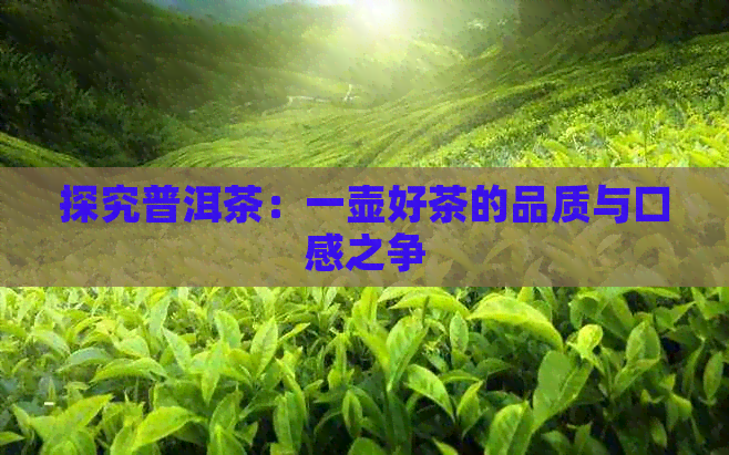 探究普洱茶：一壶好茶的品质与口感之争