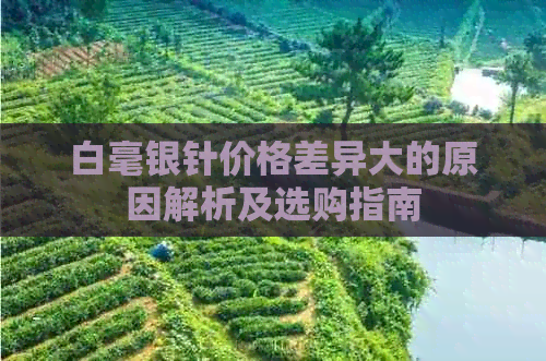 白毫银针价格差异大的原因解析及选购指南