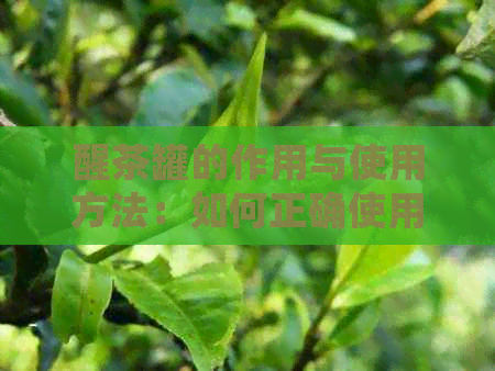 醒茶罐的作用与使用方法：如何正确使用和理解醒茶罐的含义