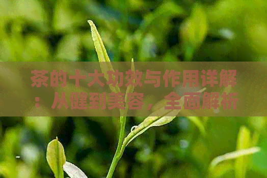 茶的十大功效与作用详解：从健到美容，全面解析茶的多重价值