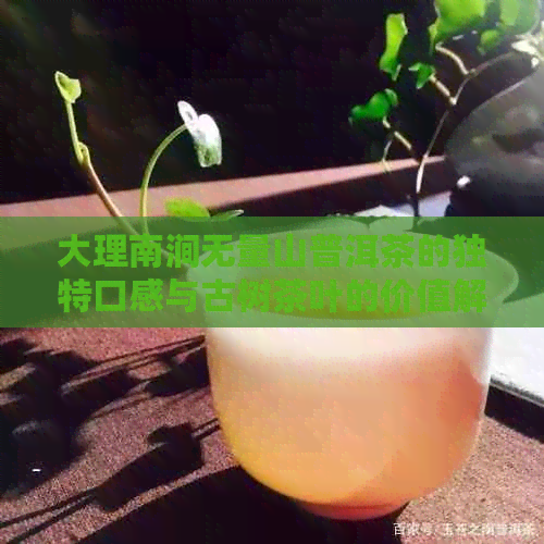 大理南涧无量山普洱茶的独特口感与古树茶叶的价值解析