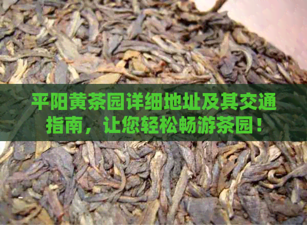 平阳黄茶园详细地址及其交通指南，让您轻松畅游茶园！