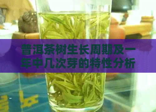 普洱茶树生长周期及一年中几次芽的特性分析