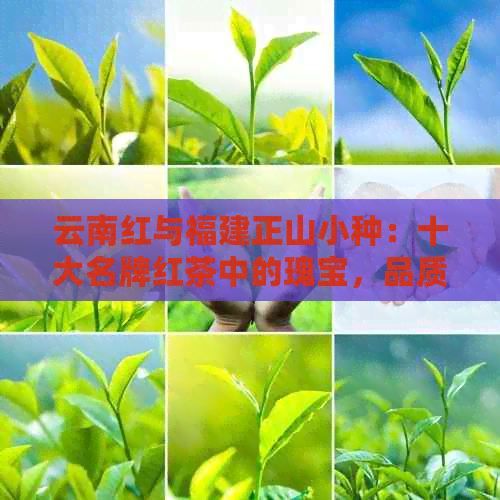 云南红与福建正山小种：十大名牌红茶中的瑰宝，品质与工艺的完美融合