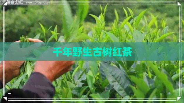 千年野生古树红茶