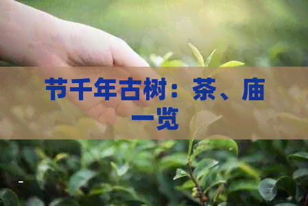 节千年古树：茶、庙一览