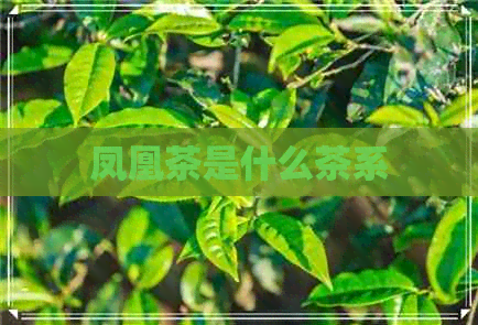 凤凰茶是什么茶系