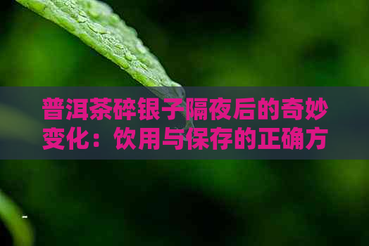 普洱茶碎银子隔夜后的奇妙变化：饮用与保存的正确方法