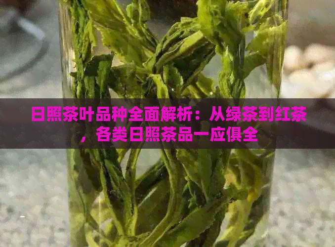 日照茶叶品种全面解析：从绿茶到红茶，各类日照茶品一应俱全