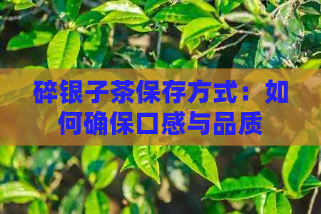 碎银子茶保存方式：如何确保口感与品质