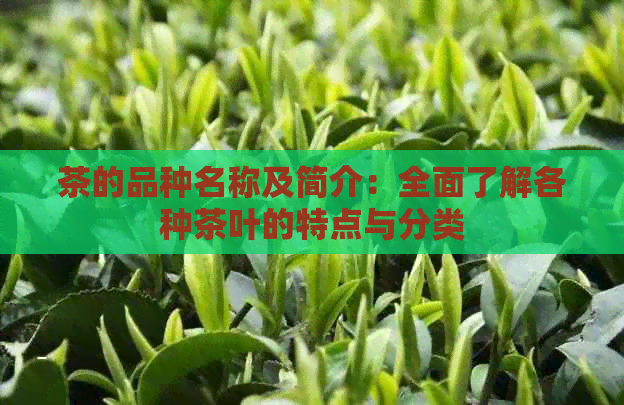 茶的品种名称及简介：全面了解各种茶叶的特点与分类