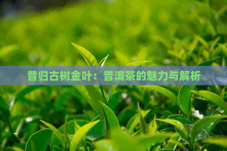 昔归古树金叶：普洱茶的魅力与解析